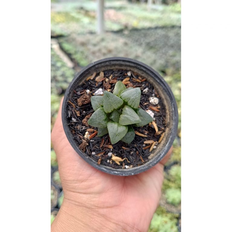 2683. Haworthia Bayeri 3pcs