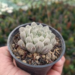2685. Haworthia Cooperi Silver - Image 2