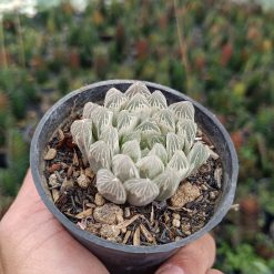 2685. Haworthia Cooperi Silver - Image 3