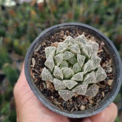 2685. Haworthia Cooperi Silver - Image 4