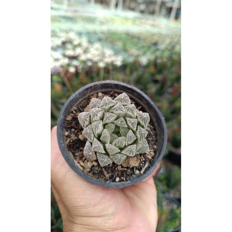2685. Haworthia Cooperi Silver