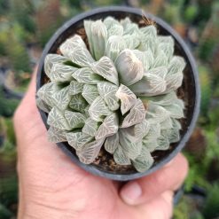 2680. Haworthia Cooperi Silver Cluster - Image 2
