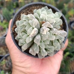 2680. Haworthia Cooperi Silver Cluster - Image 3