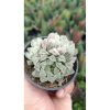 2680. Haworthia Cooperi Silver Cluster