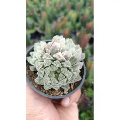 2680. Haworthia Cooperi Silver Cluster