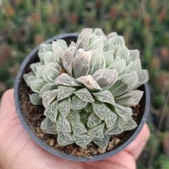 2680. Haworthia Cooperi Silver Cluster - Image 4