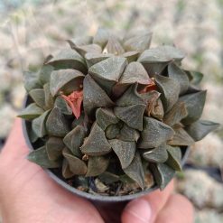 2679. Haworthia Magnifica 3pcs - Image 2