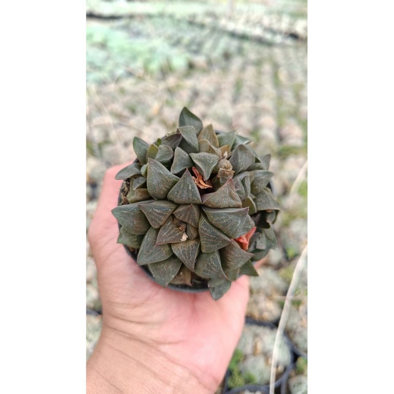 2679. Haworthia Magnifica 3pcs