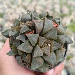 2679. Haworthia Magnifica 3pcs - Image 3
