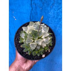 2629. Haworthia Mutica Variegated