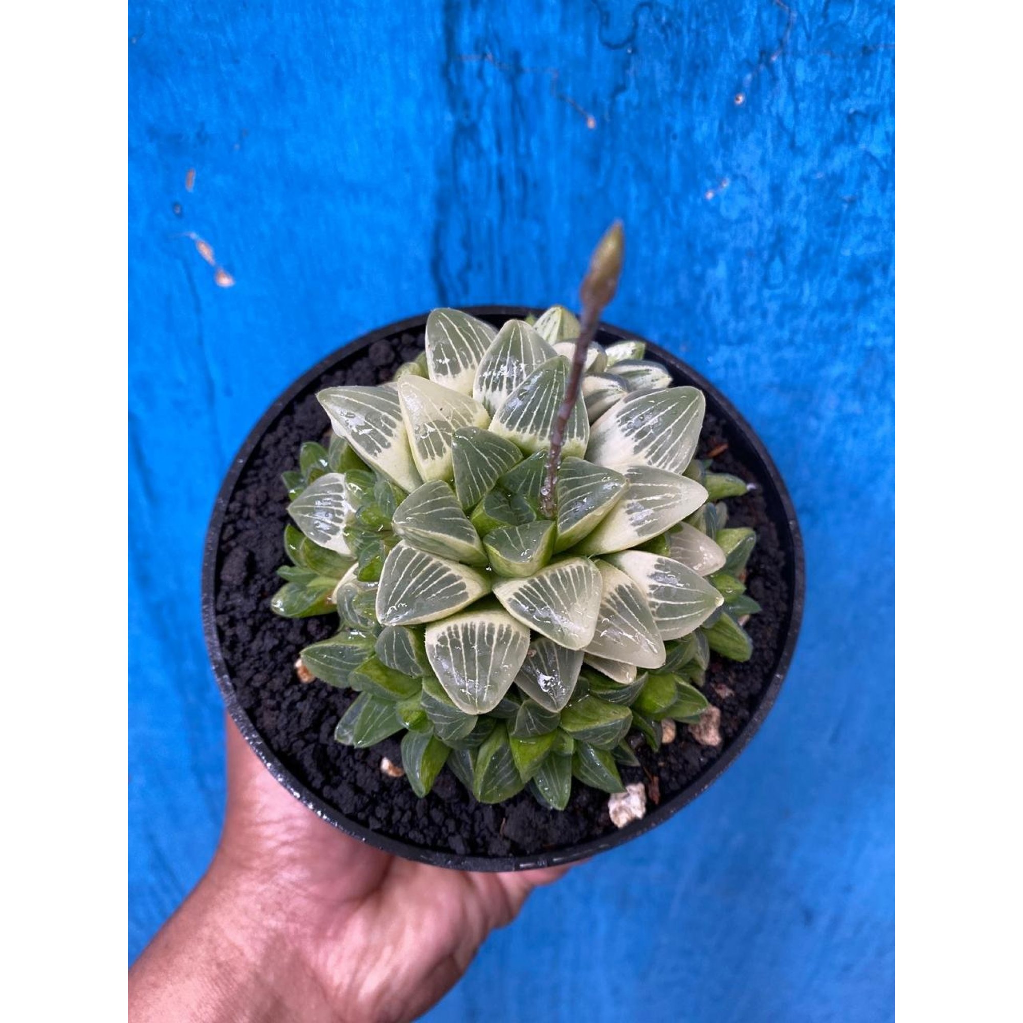 2629. Haworthia Mutica Variegated