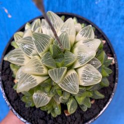 2629. Haworthia Mutica Variegated - Image 2