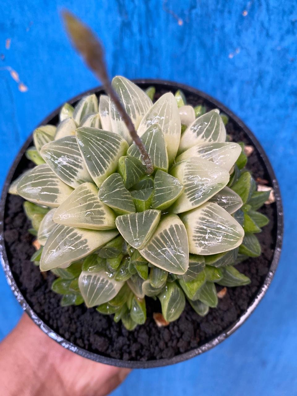 2629. Haworthia Mutica Variegated - Image 2