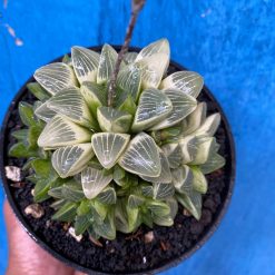 2629. Haworthia Mutica Variegated - Image 3