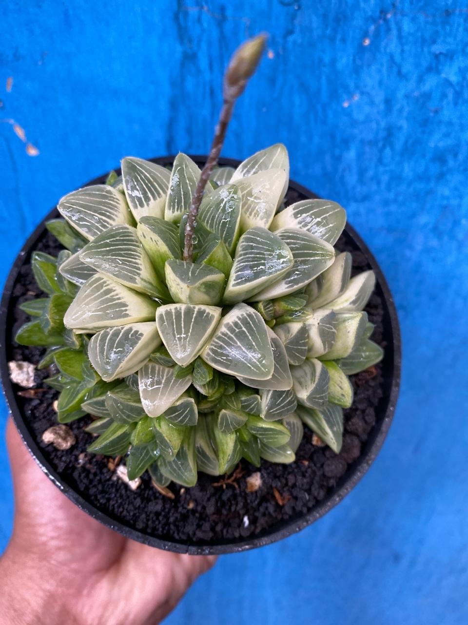 2629. Haworthia Mutica Variegated - Image 3