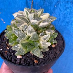 2629. Haworthia Mutica Variegated - Image 4