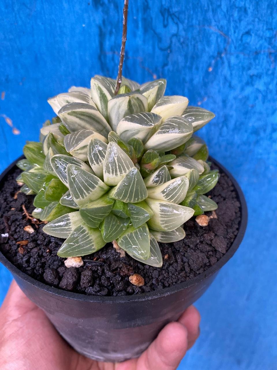 2629. Haworthia Mutica Variegated - Image 4