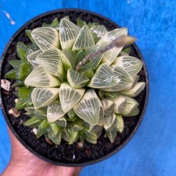 2629. Haworthia Mutica Variegated - Image 5