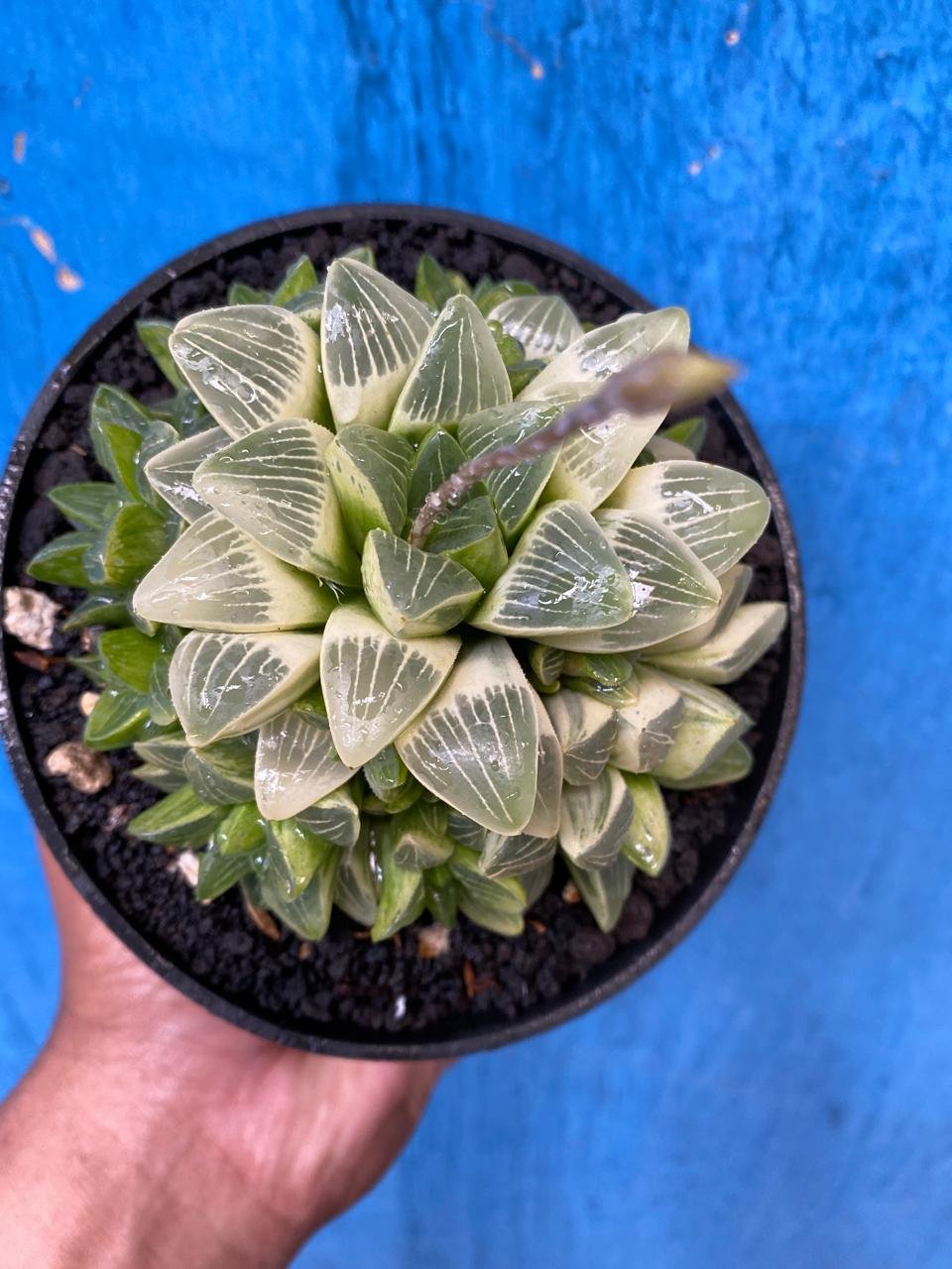 2629. Haworthia Mutica Variegated - Image 5