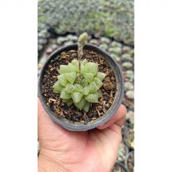 2682. Haworthia Reticulata Var. Hurlingii 3pcs