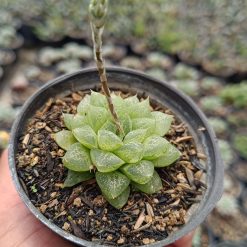 2682. Haworthia Reticulata Var. Hurlingii 3pcs - Image 2