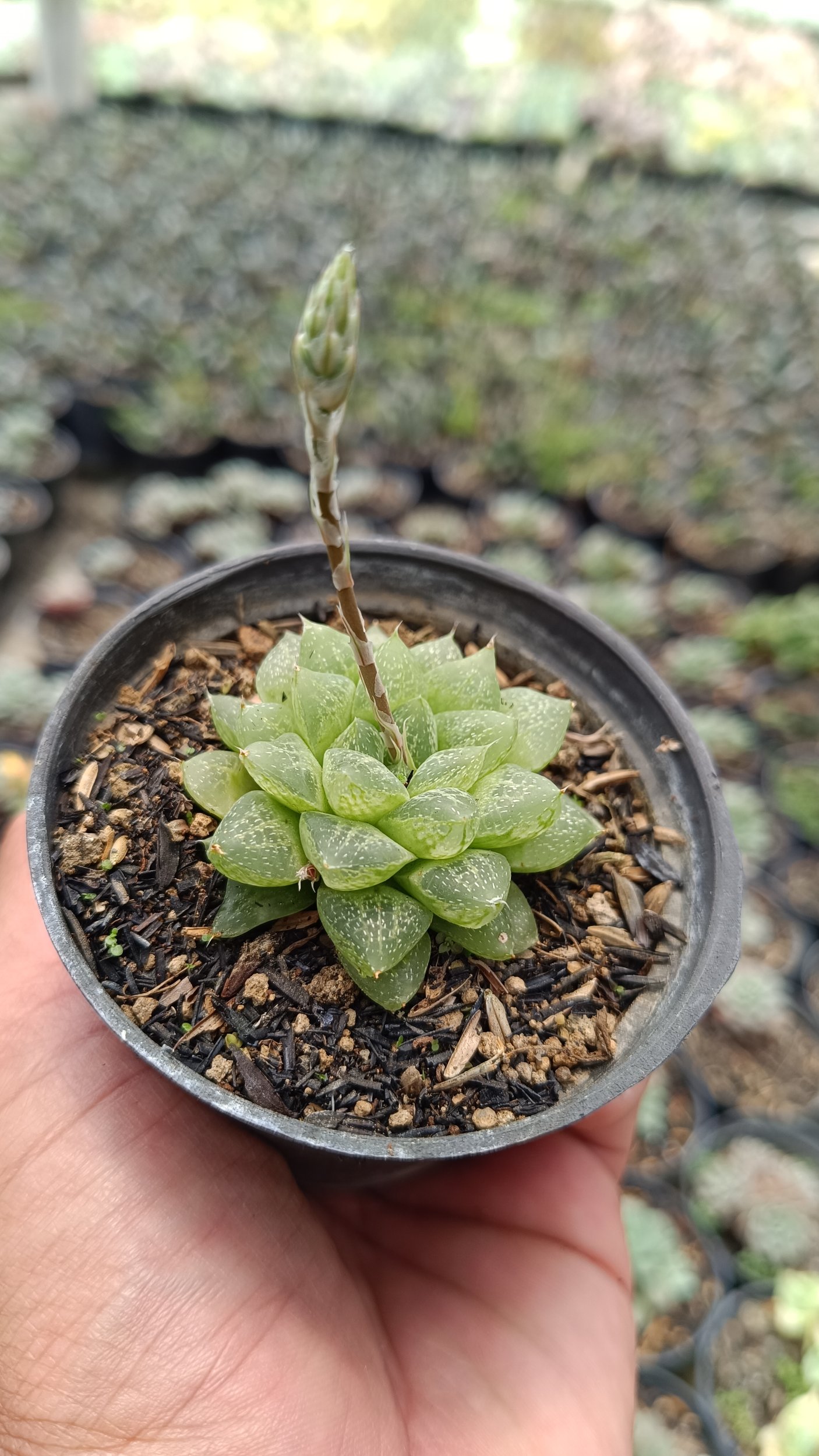 2682. Haworthia Reticulata Var. Hurlingii 3pcs - Image 2
