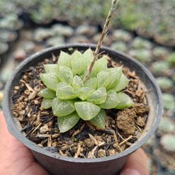 2682. Haworthia Reticulata Var. Hurlingii 3pcs - Image 3