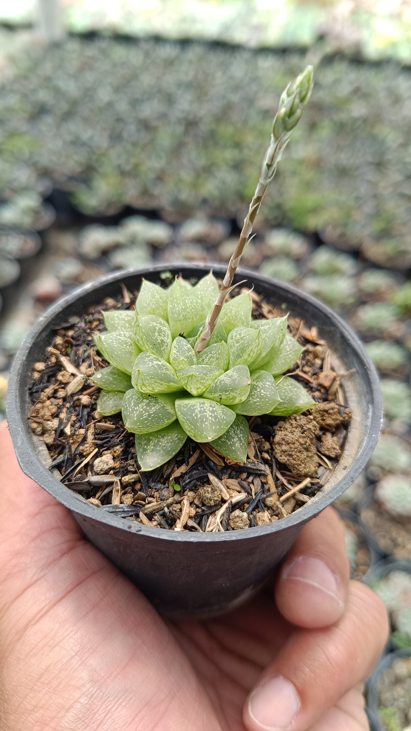 2682. Haworthia Reticulata Var. Hurlingii 3pcs - Image 3