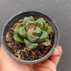 2696. Haworthia Retusa - Image 2
