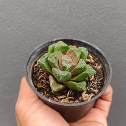 2696. Haworthia Retusa - Image 3