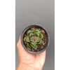 2696. Haworthia Retusa