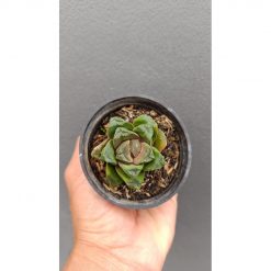 2696. Haworthia Retusa