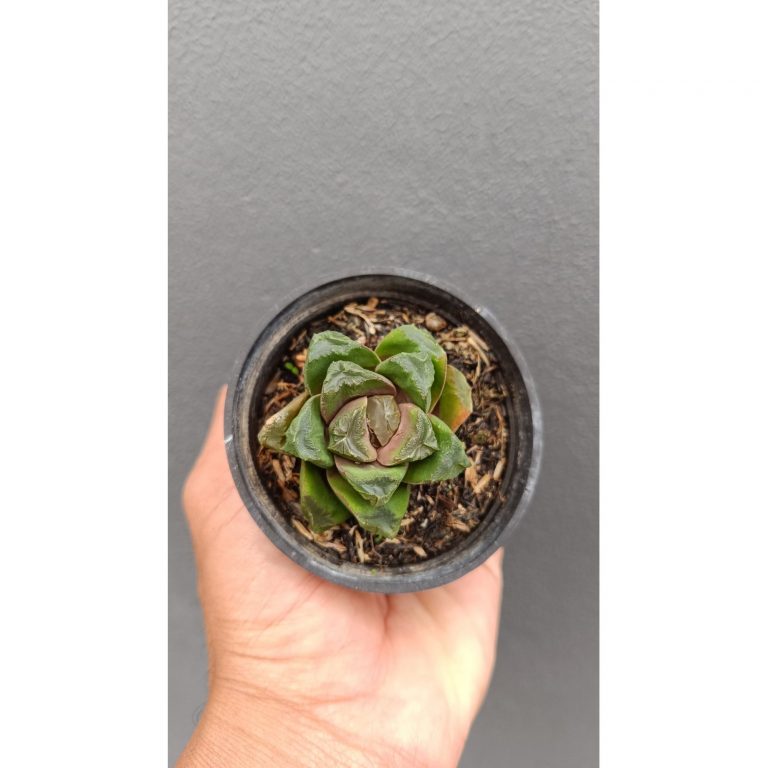 2696. Haworthia Retusa