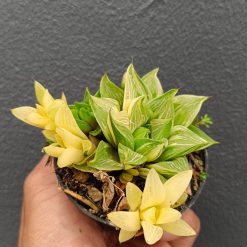 2700. Haworthia Retusa Variegated size 7 cm - Image 2