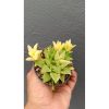 2700. Haworthia Retusa Variegated size 7 cm