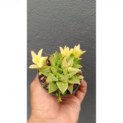2700. Haworthia Retusa Variegated size 7 cm