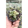 2644. Haworthia Retusa Variegated (with Baby)