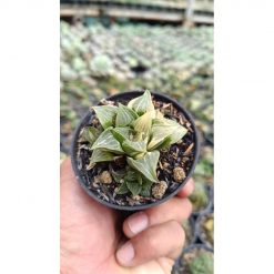 2644. Haworthia Retusa Variegated (with Baby)