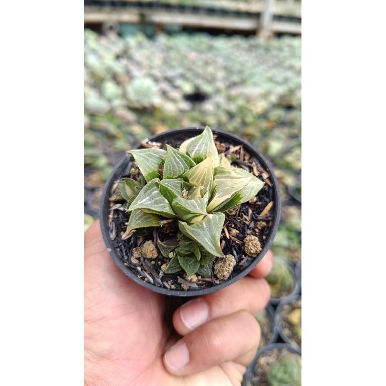 2644. Haworthia Retusa Variegated (with Baby)