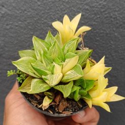 2644. Haworthia Retusa Variegated (with Baby) - Image 2