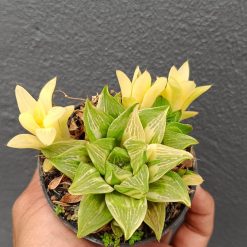 2644. Haworthia Retusa Variegated (with Baby) - Image 3