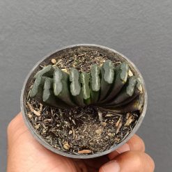 2641. Haworthia Truncata - Image 2