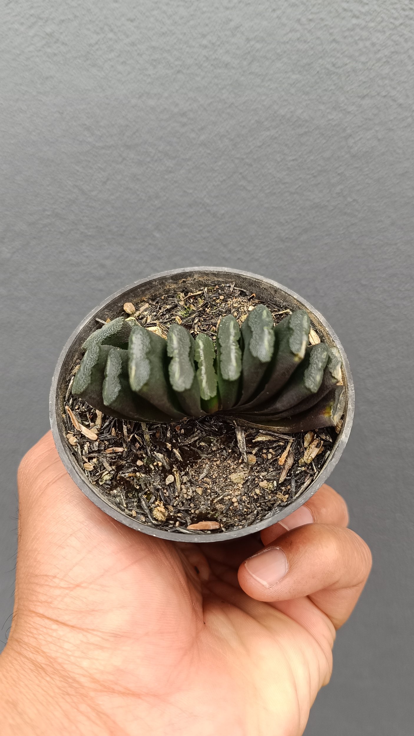 2641. Haworthia Truncata - Image 2