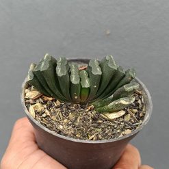 2641. Haworthia Truncata - Image 3