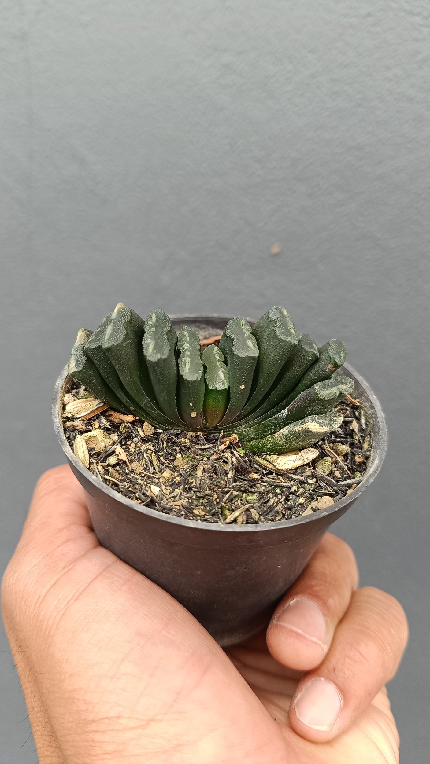 2641. Haworthia Truncata - Image 3