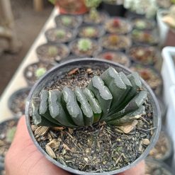 2641. Haworthia Truncata - Image 4