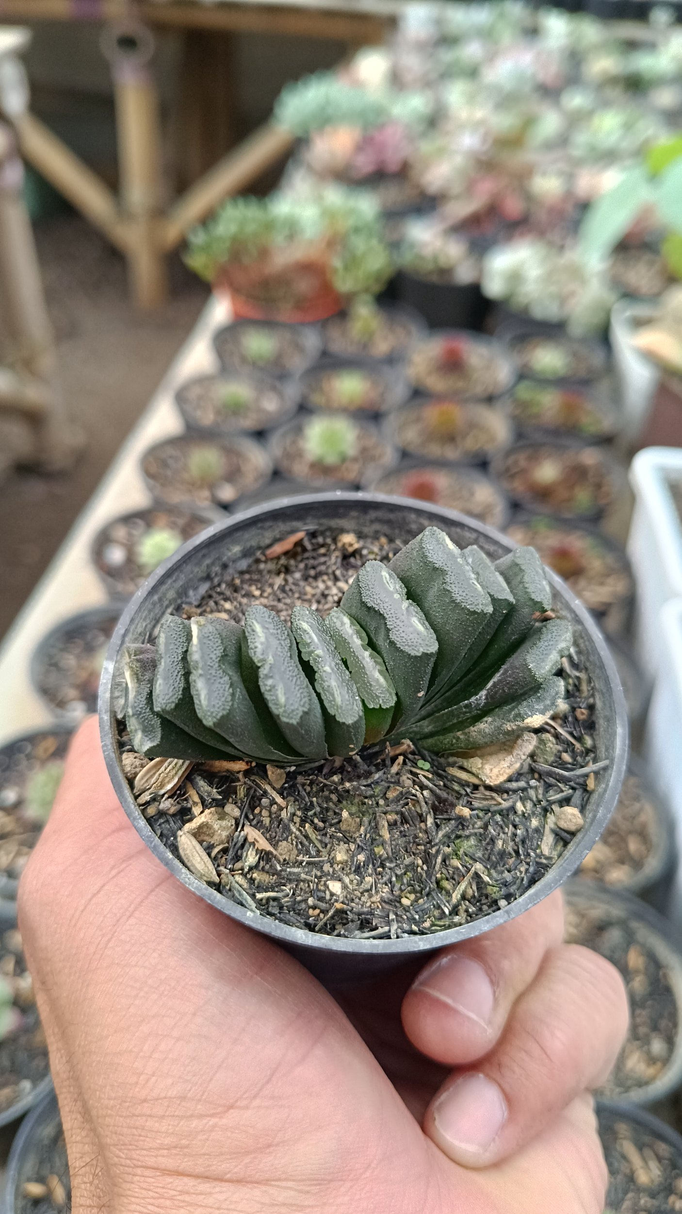 2641. Haworthia Truncata - Image 4