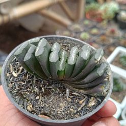 2641. Haworthia Truncata - Image 5