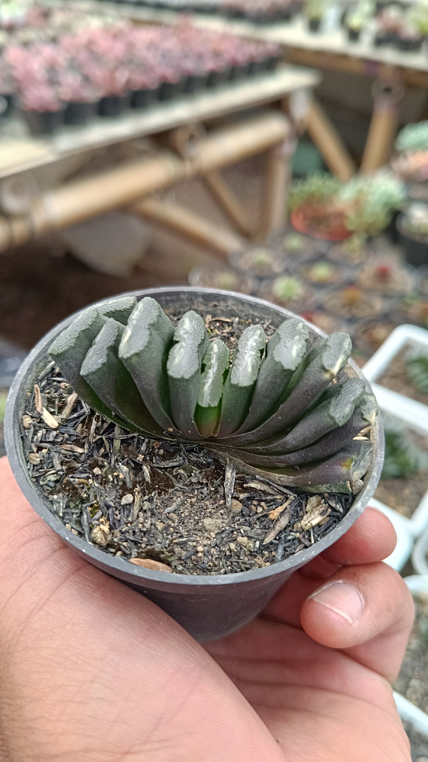 2641. Haworthia Truncata - Image 5