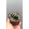 2641. Haworthia Truncata